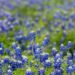 Texas Bluebonnets