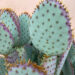 Prickly Pear